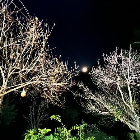 The Asgard Kasauli Bed and Breakfast Esterno foto