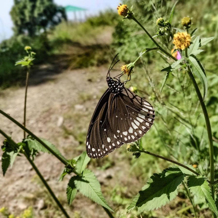 The Asgard Kasauli Bed and Breakfast Esterno foto