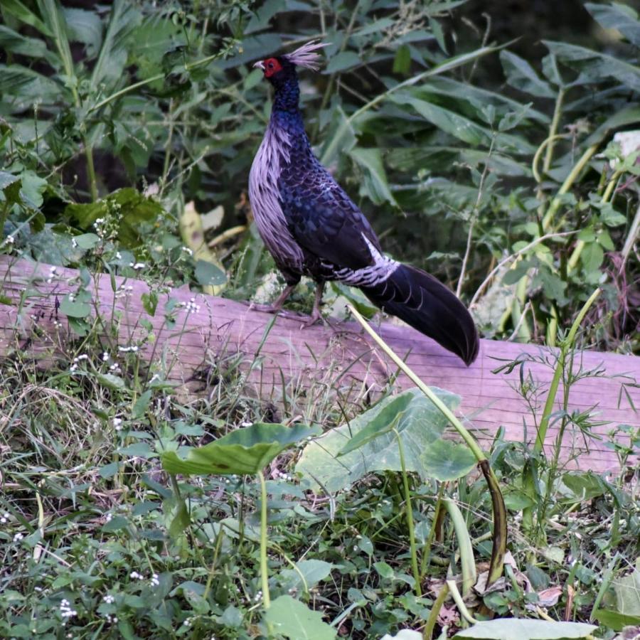 The Asgard Kasauli Bed and Breakfast Esterno foto