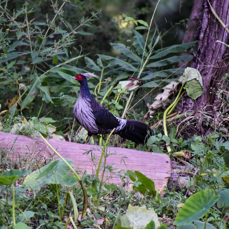 The Asgard Kasauli Bed and Breakfast Esterno foto