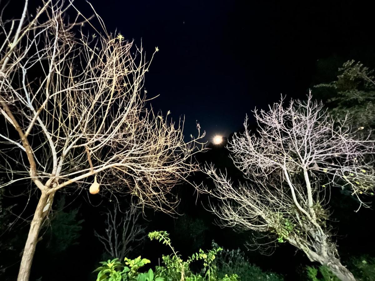 The Asgard Kasauli Bed and Breakfast Esterno foto